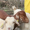 Give a Goat